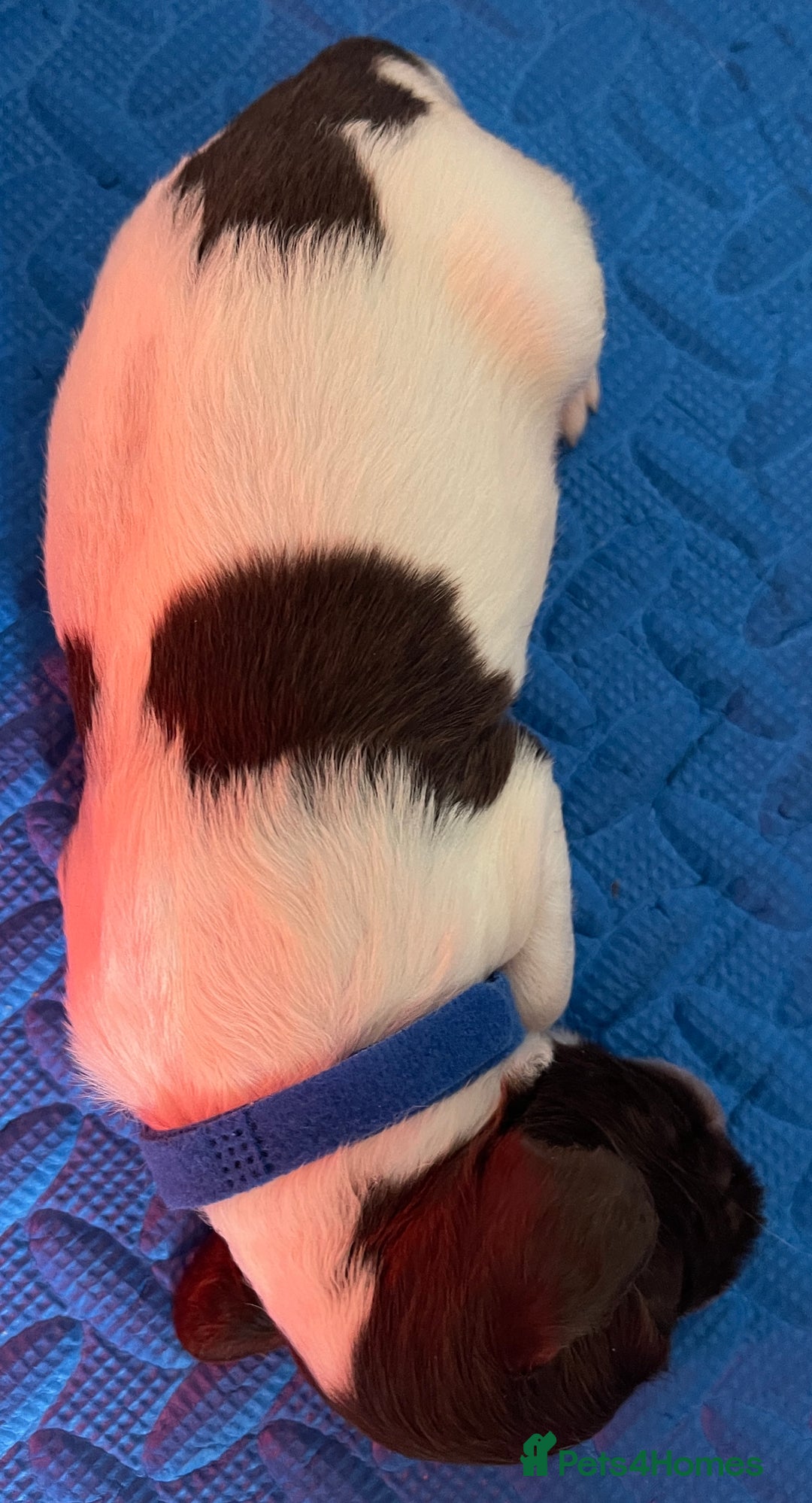 English Springer Spaniel dogs for sale: Beautiful English Springer Spaniel Puppies - Image 4