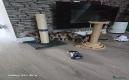Bengal cats for sale: 4 beautiful bengal kitten  - Image 4