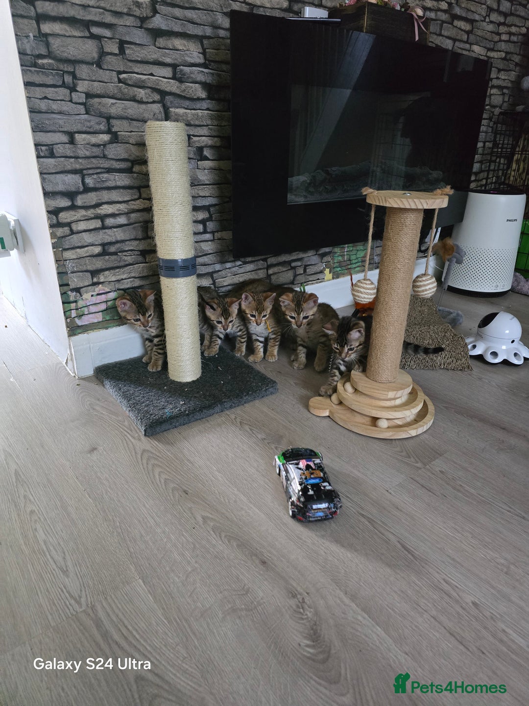 Bengal cats for sale: 4 beautiful bengal kitten  - Image 4