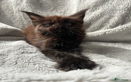 Maine Coon cats for sale: maine coon kitten  - Image 7