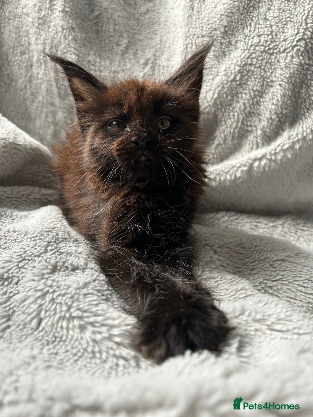 Maine Coon cats for sale: maine coon kitten  - Image 7