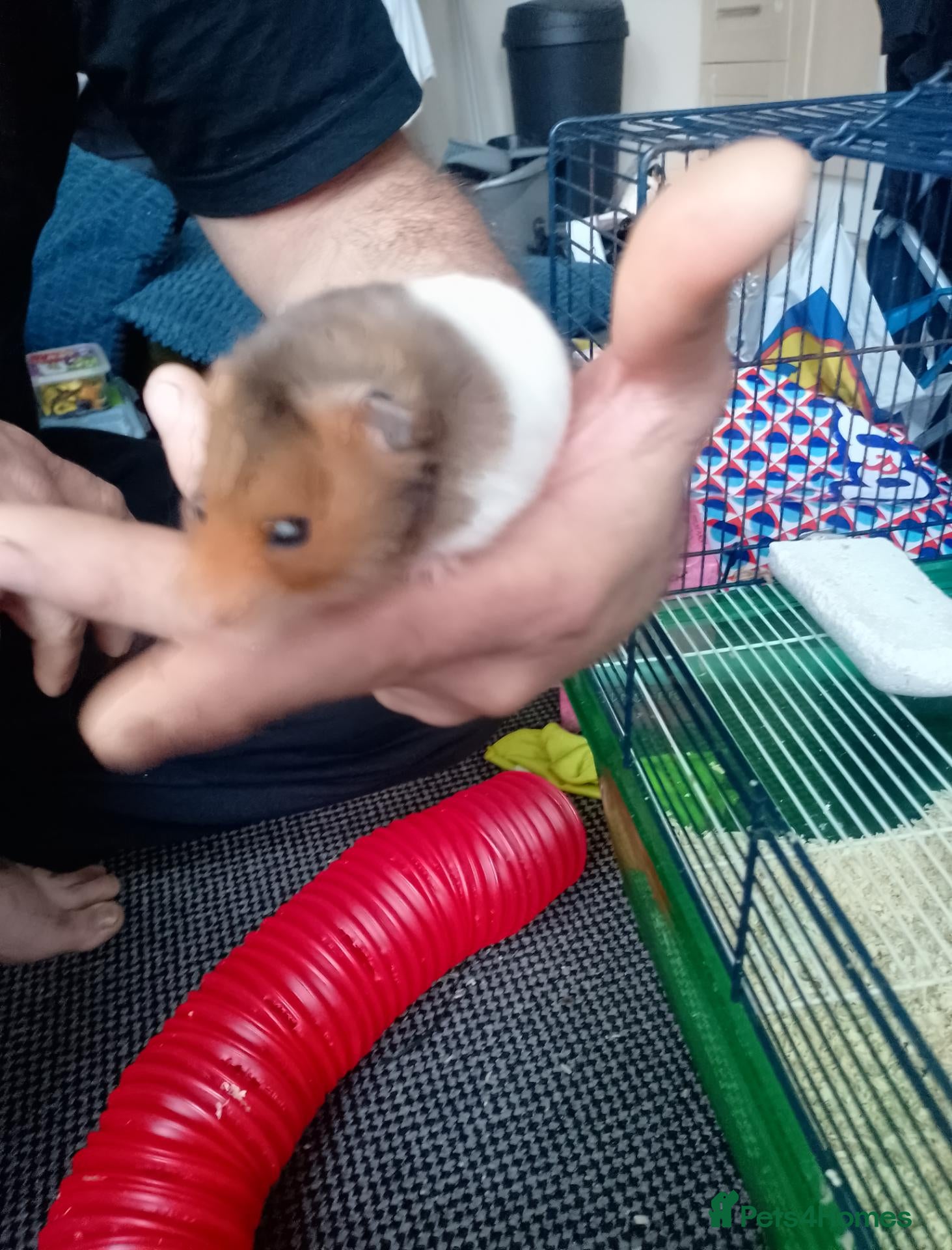 Hamster rodents for sale: Syrian hamsters, friendly, hand-tamed - Advert 1