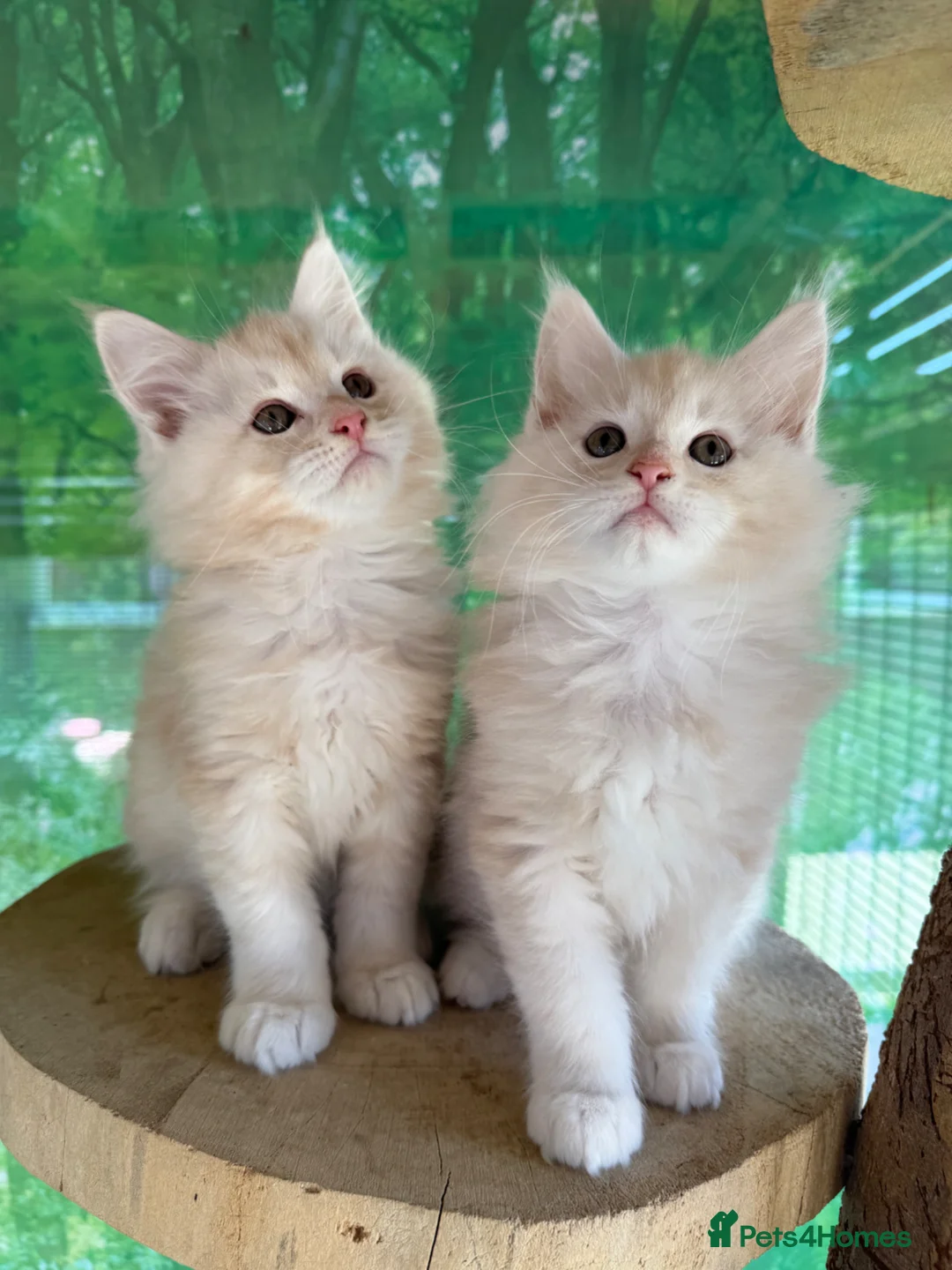 Maine Coon cats for sale: Top quality Maine coon kittens - Advert 1