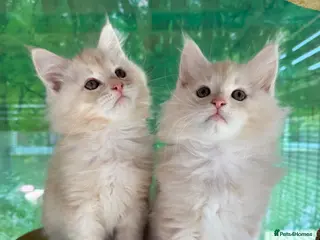 Maine Coon cats Top quality Maine coon kittens - Advert 1