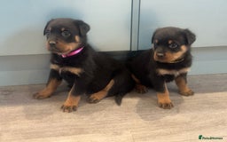 Rottweiler dogs for sale: Rottweiler  puppies ready today  - Image 2