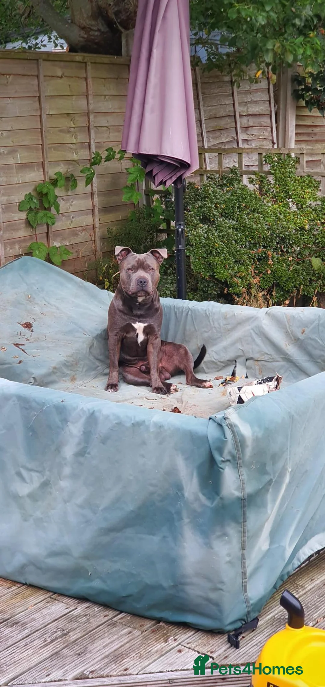 Staffordshire Bull Terrier dogs for stud: Male for Stud - "Sexy Rexy"  in Wolverhampton - Advert 11