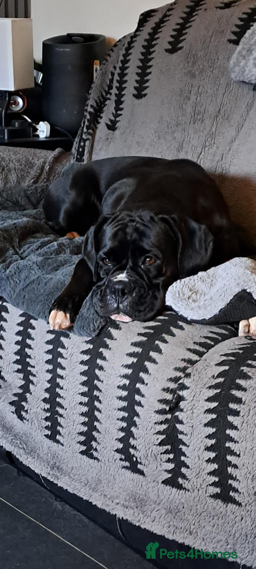 Boxer dogs Stunning Boxer puppies - Advert 1