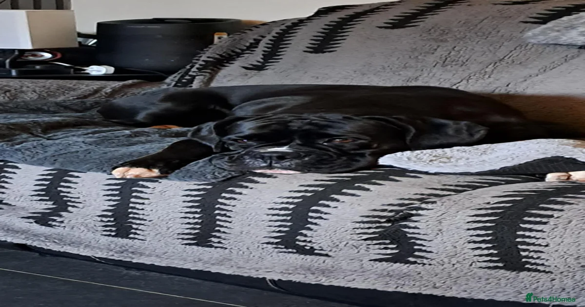 Puppies for sale in Coatbridge, North Lanarkshire | Pets4Homes