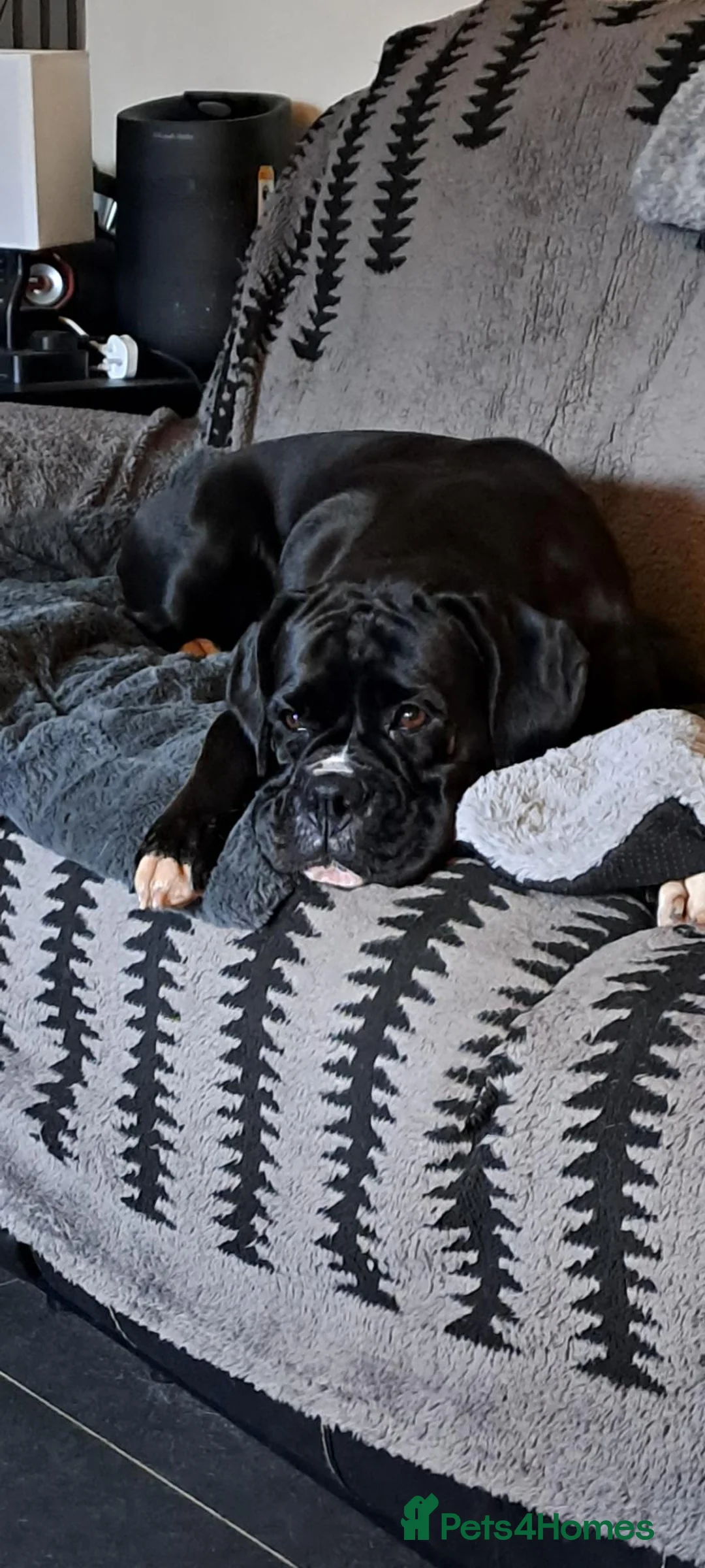 Boxer dogs for sale: Stunning Boxer puppies - Advert 1