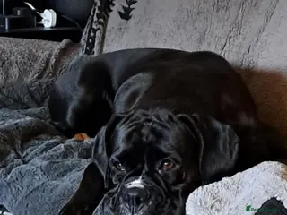 Boxer dogs Stunning Boxer puppies - Advert 1
