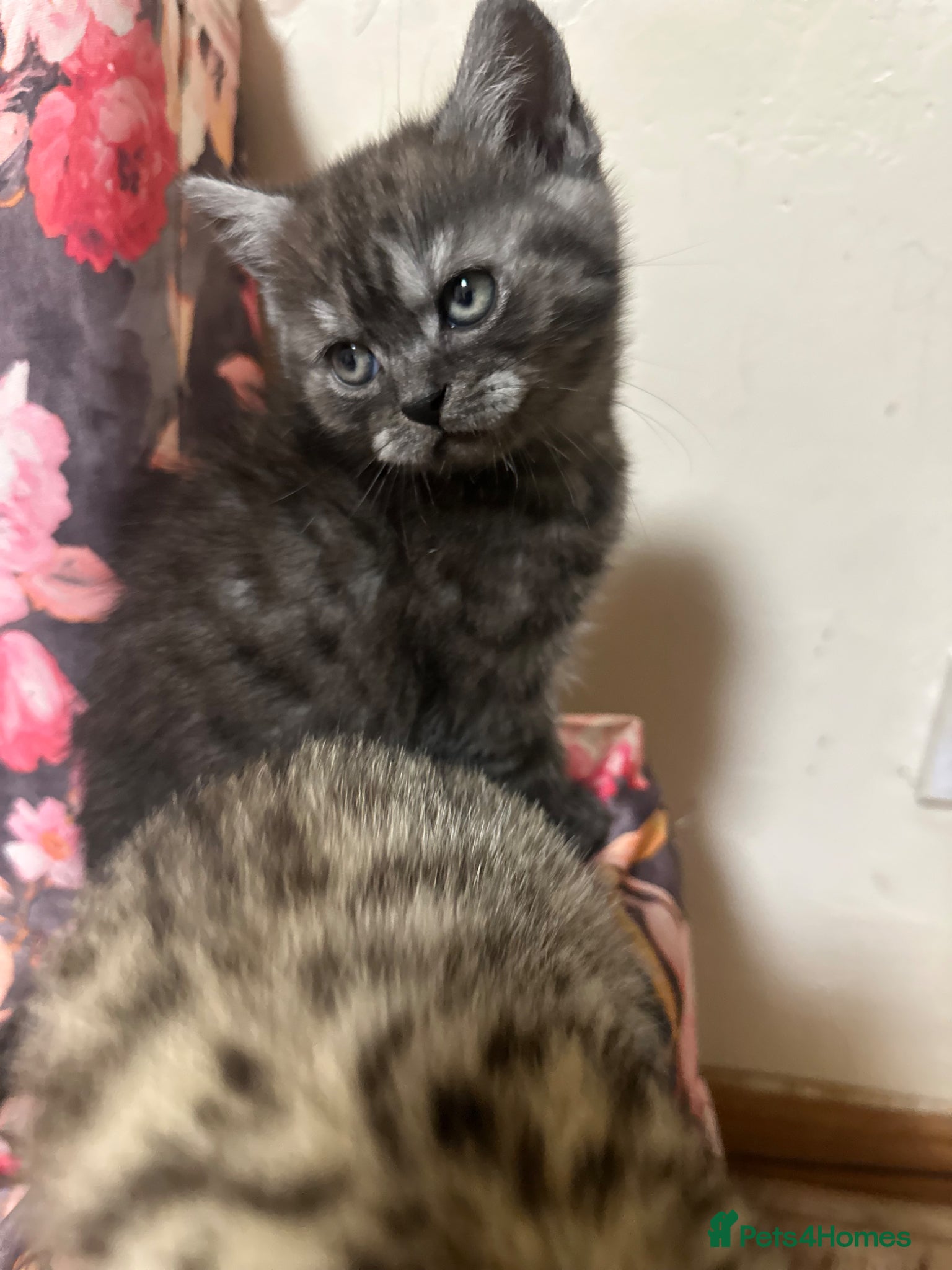 British Shorthair cats for sale: 2 remaining BSH kittens  - Advert 7