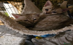Bengal cats for sale: 3 beautiful pure snow bengal kitten  - Image 7