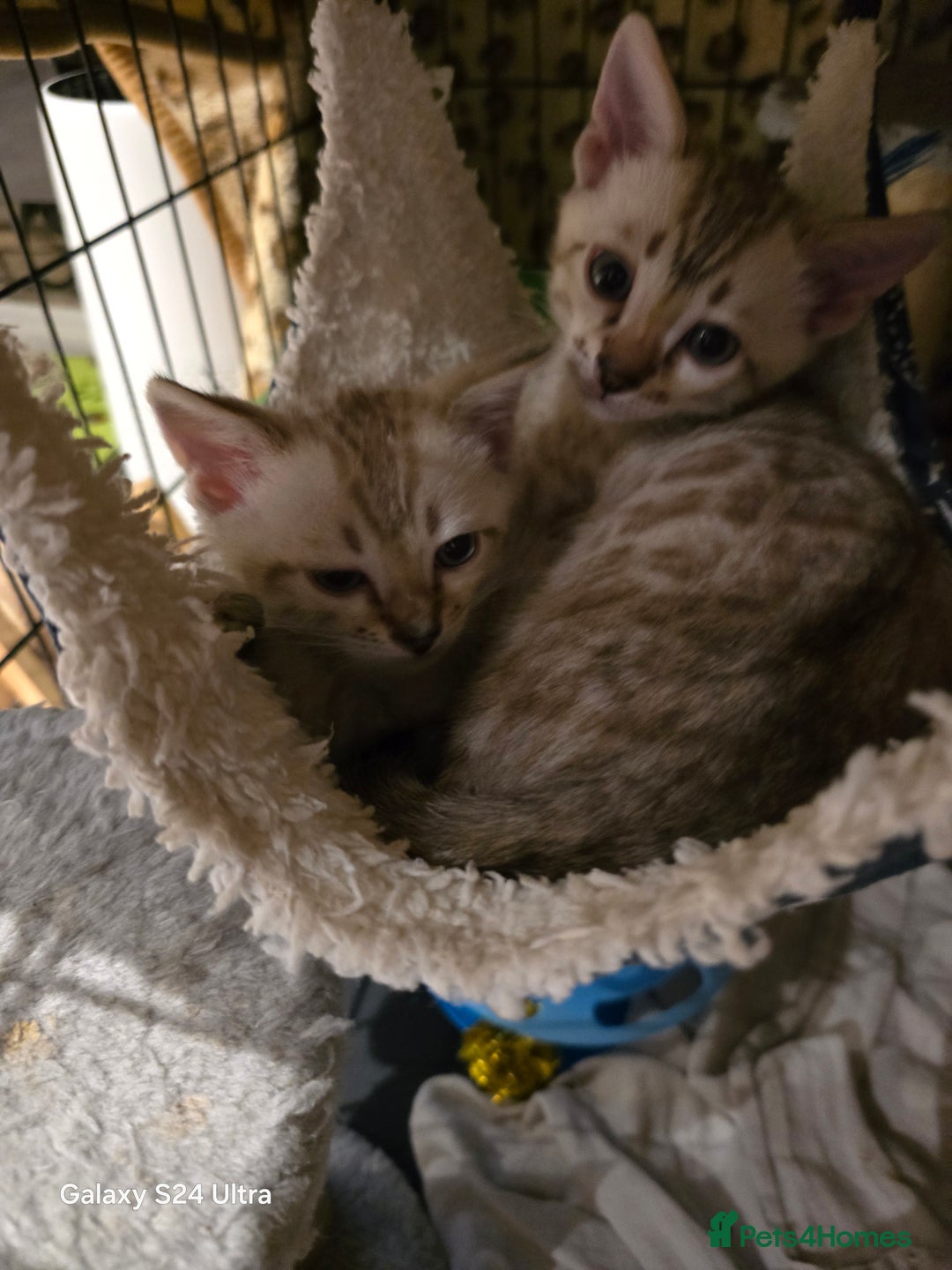 Bengal cats for sale: 3 beautiful pure snow bengal kitten  - Image 7