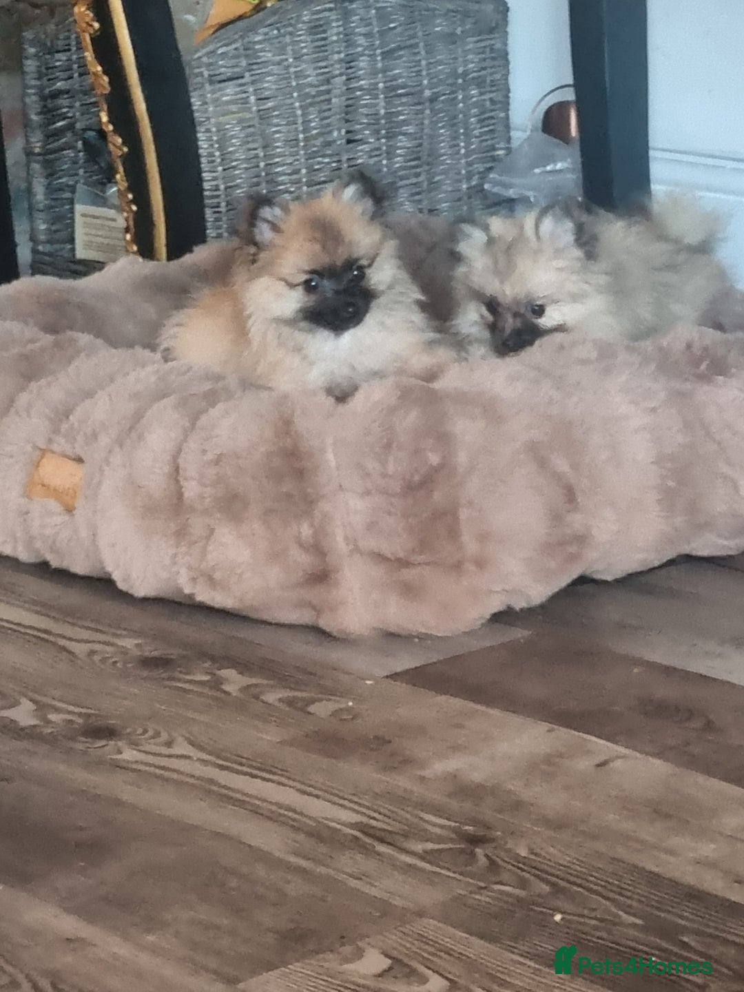 Pomeranian dogs for sale: ** Pomeraniums  - Image 39