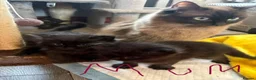 Mixed Breed cats for sale: Rag doll x mancoon - Advert 4