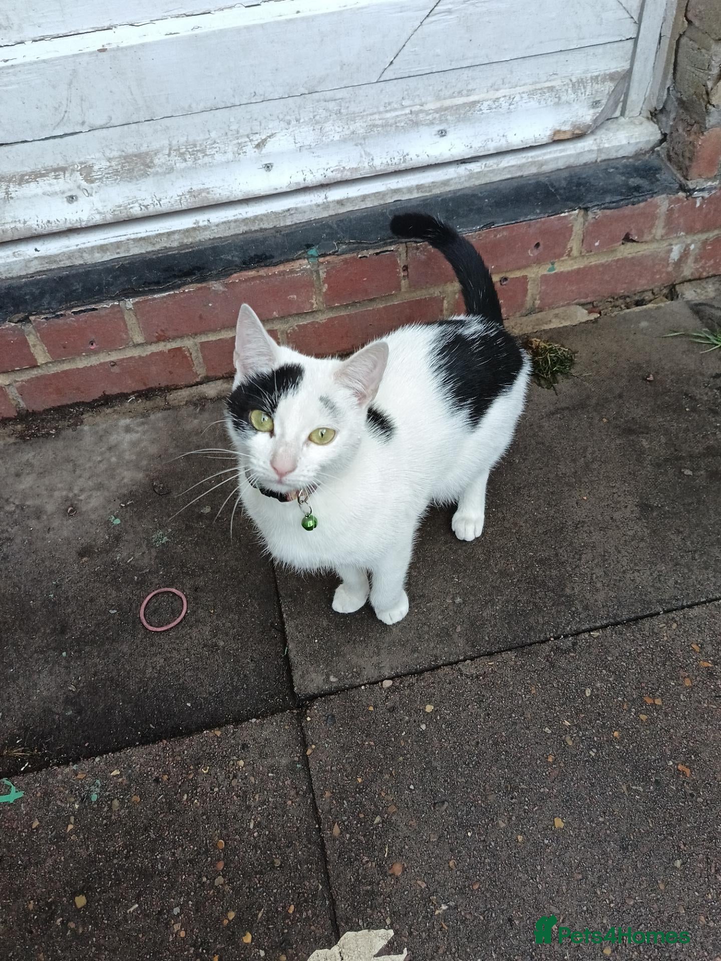 Mixed Breed cats for sale: Cats looking for forever homes - Advert 13