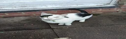 Mixed Breed cats for sale: Cats looking for forever homes - Advert 1