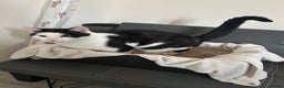Manx cats for sale: 8 month old cat (black and white)  - Advert 2