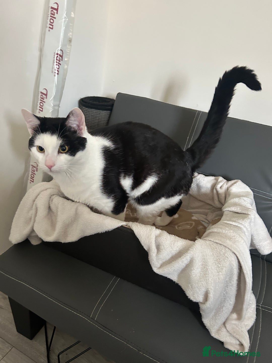 Manx cats for sale: 8 month old cat (black and white)  - Advert 2