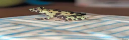 Frog reptiles for sale: Oriental fire-bellied toad - Advert 3