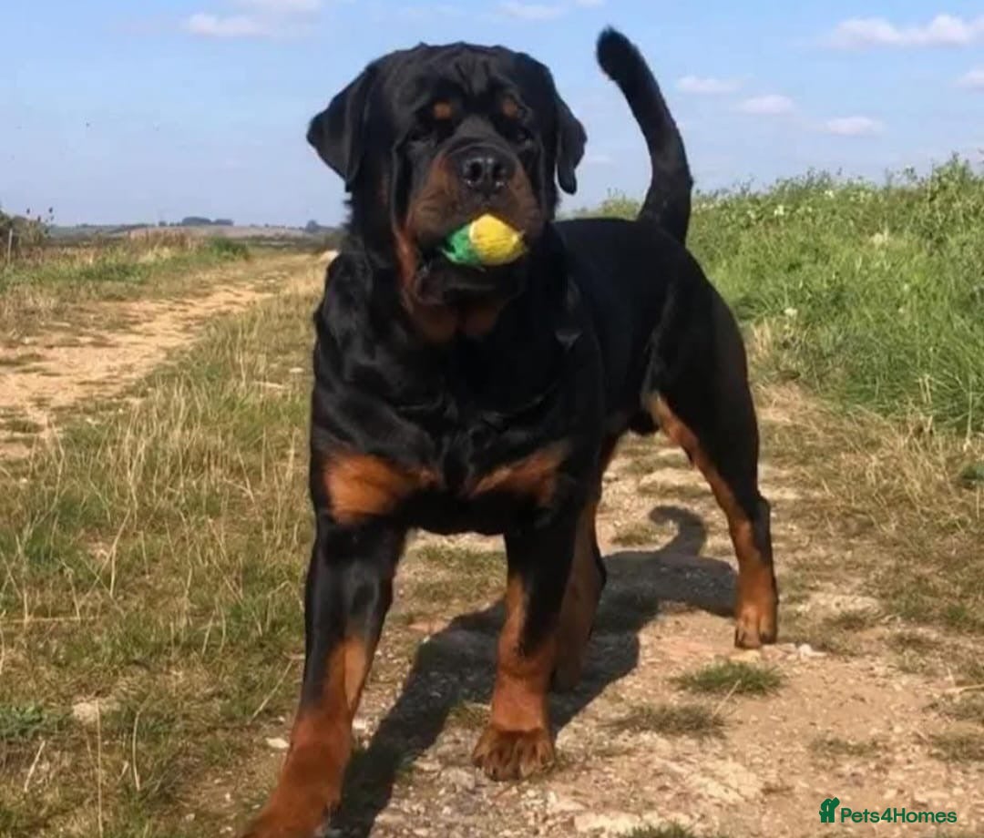 Rottweiler dogs Rottweiler pups very good quality  - Advert 2