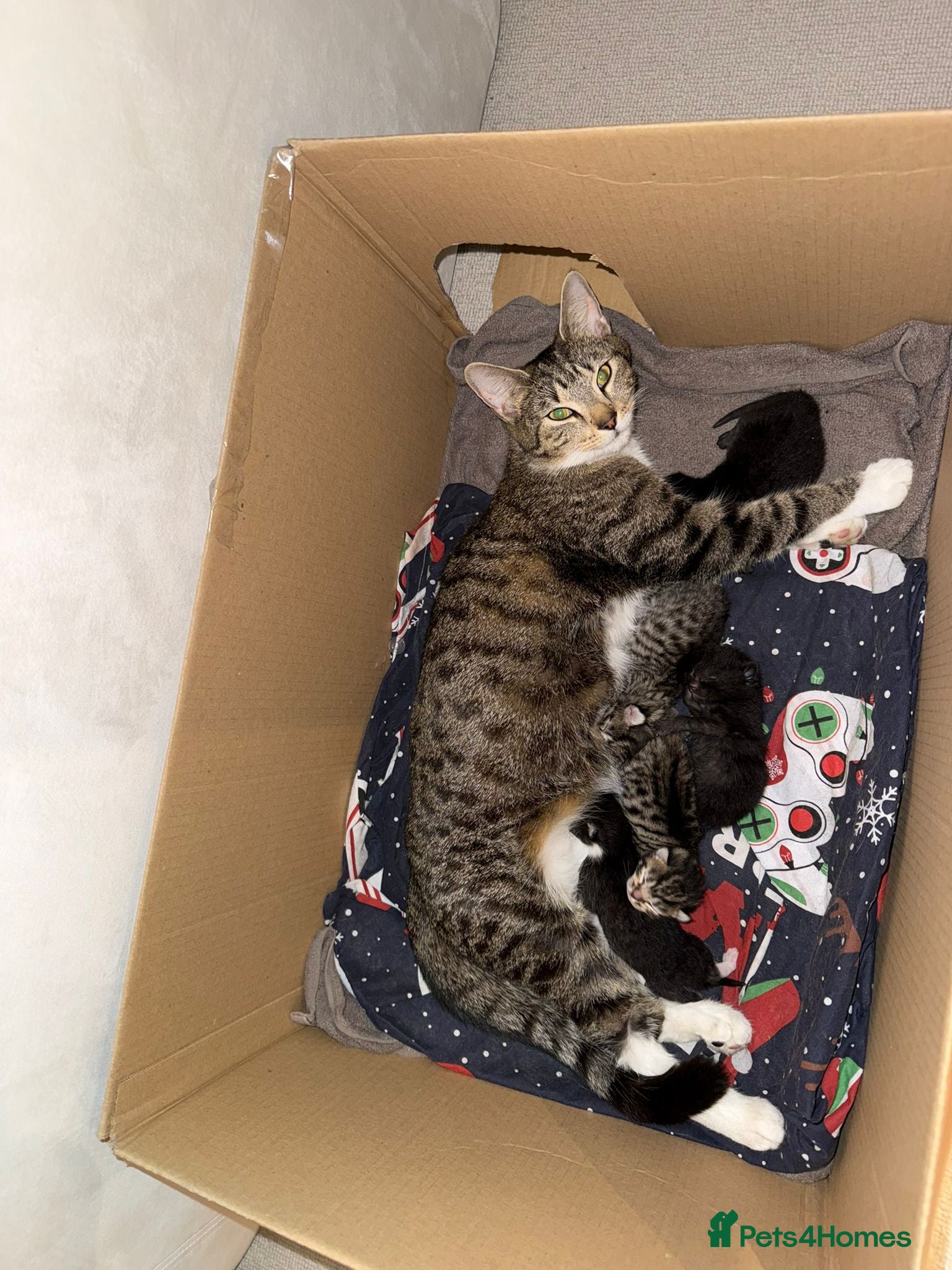 Mixed Breed cats Kittens for sale  - Advert 12