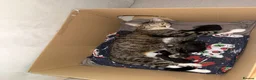Mixed Breed cats for sale: Kittens for sale  in Clacton-on-Sea - Advert 1