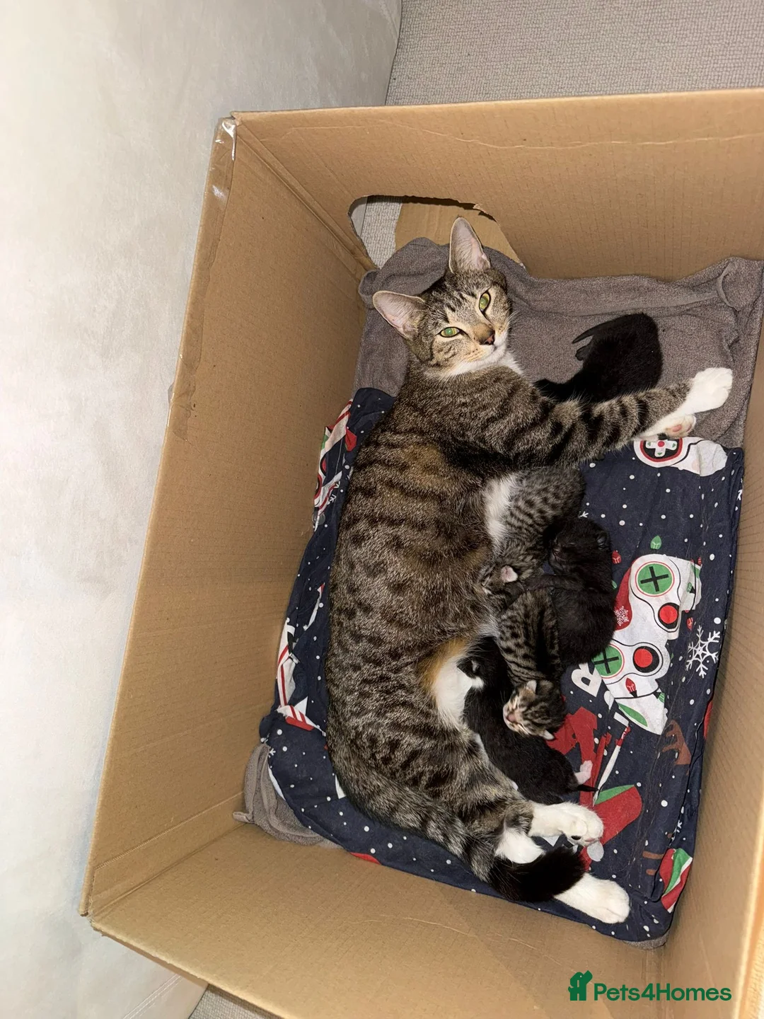 Mixed Breed cats for sale: Kittens for sale  in Clacton-on-Sea - Advert 1