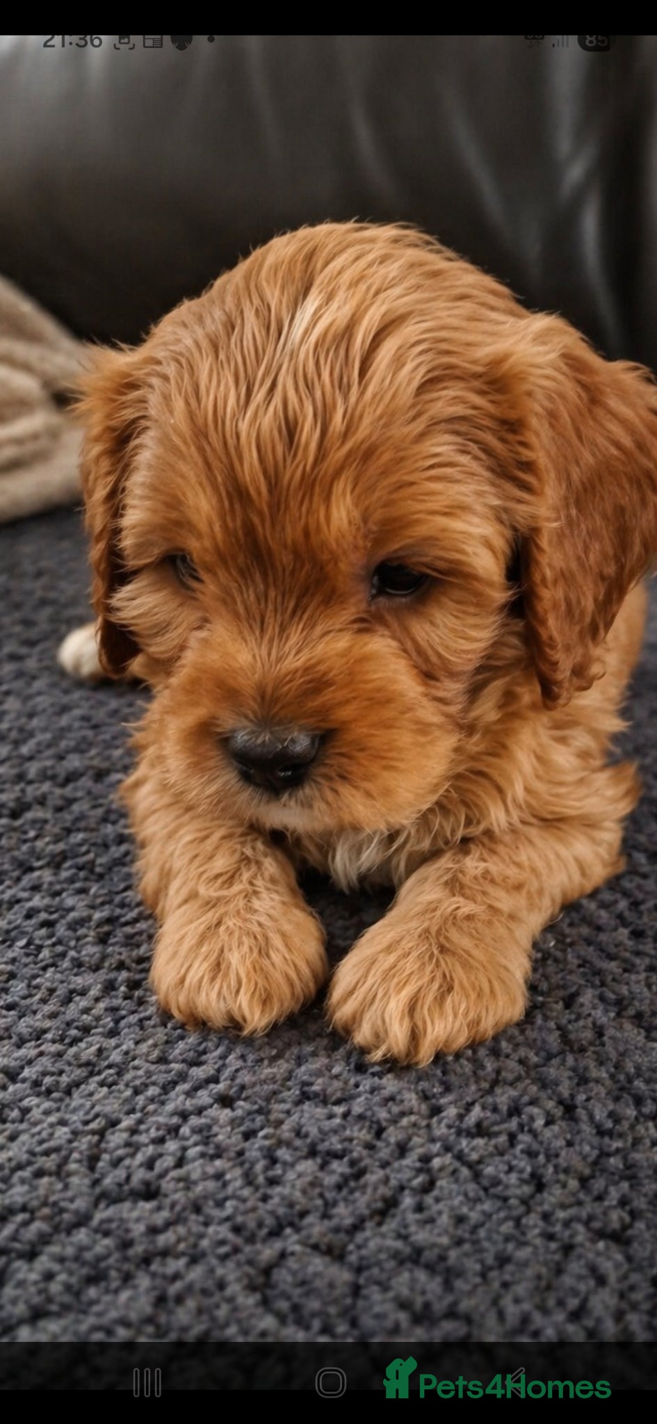 Cavapoo dogs F1 CAVAPOOS READY TO LEAVE. - Advert 2