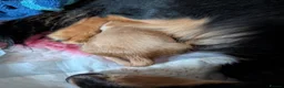 Miniature Dachshund dogs for sale: Stunning miniature dachshund  - Advert 8