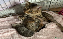 Savannah cats for sale: Stunning Savannah Kittens - Image 34