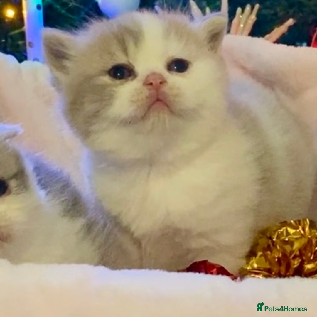 Scottish Fold cats for sale: 🧸😻ABSOLUTELY BEAUTIFUL TICA SCOTTISH/BSH😻🧸 - Advert 6