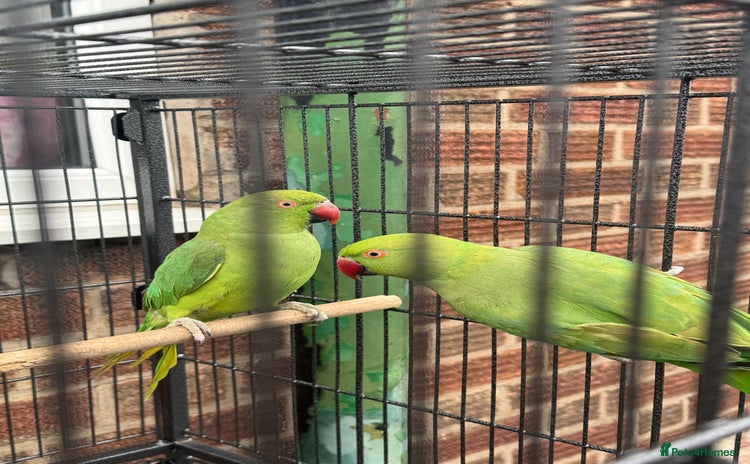 Parrots birds - Advert 11