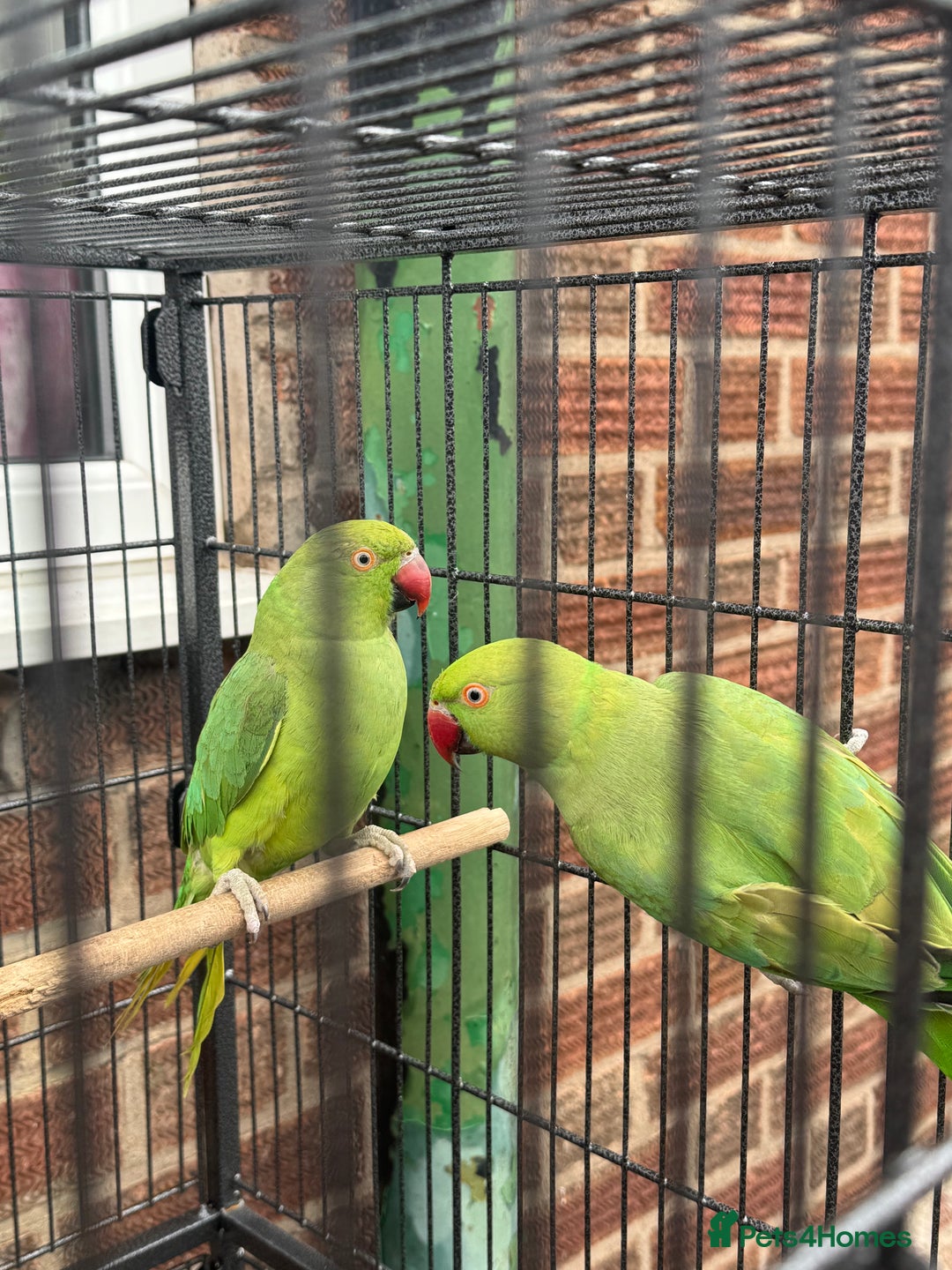 Parrots birds for sale: Green neck Parrot  - Image 1
