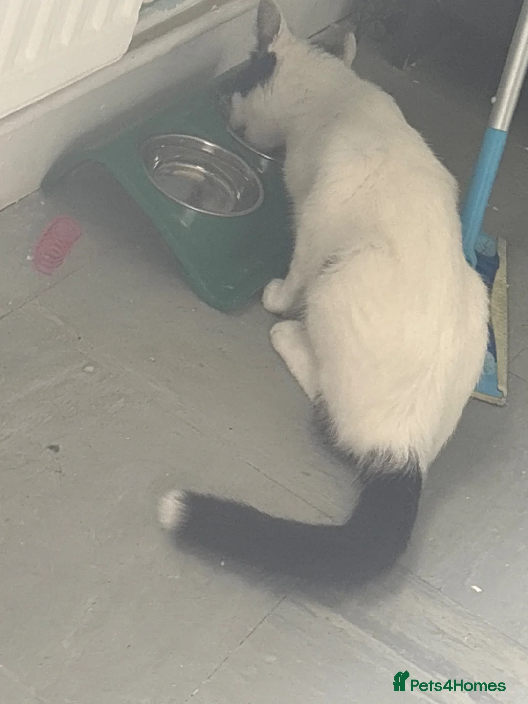Mixed Breed cats for sale: Free adult cat  - Advert 2