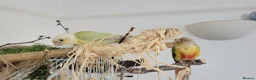 Conures birds for sale: Vibrant Conure Duo – Must Go Together! - Advert 5