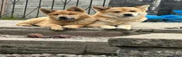 Mixed Breed dogs for sale: Red Merle Chowski Female Pup For Sale - Advert 3