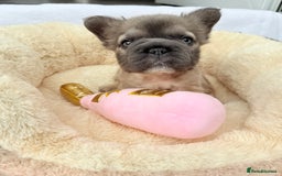 French Bulldog dogs for sale: Visual fluffy ** French bulldog puppies - Image 20