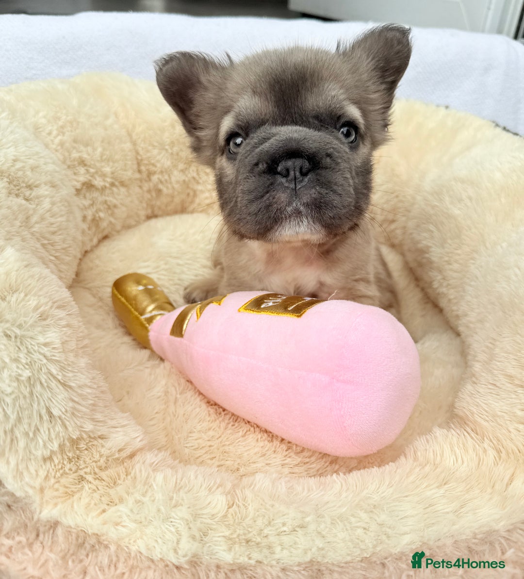 French Bulldog dogs for sale: Visual fluffy ** French bulldog puppies - Image 20
