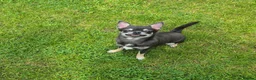 Chihuahua dogs for sale: Stunning Blue Chihuahua Girl  - Advert 3