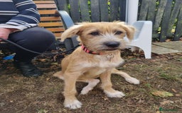 Mixed Breed dogs for adoption: MEET LOLA - Image 1