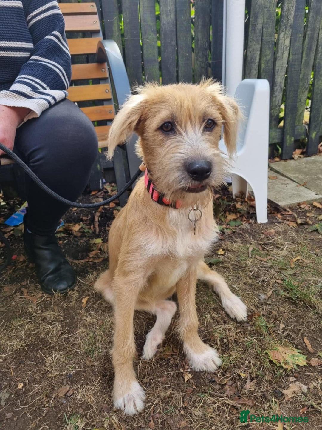 Mixed Breed dogs for adoption: MEET LOLA - Image 1