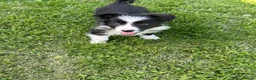 Border Collie dogs for sale: ISDS registered border collie puppies  - Advert 16
