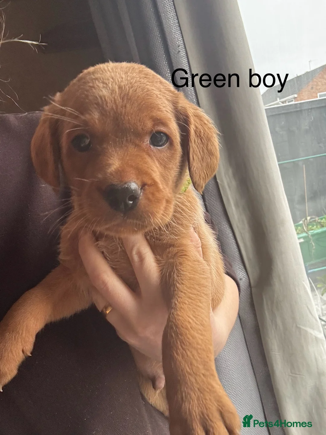 Labrador Retriever dogs for sale: 2 Male KC Registered Fox Red Labradors  - Advert 9