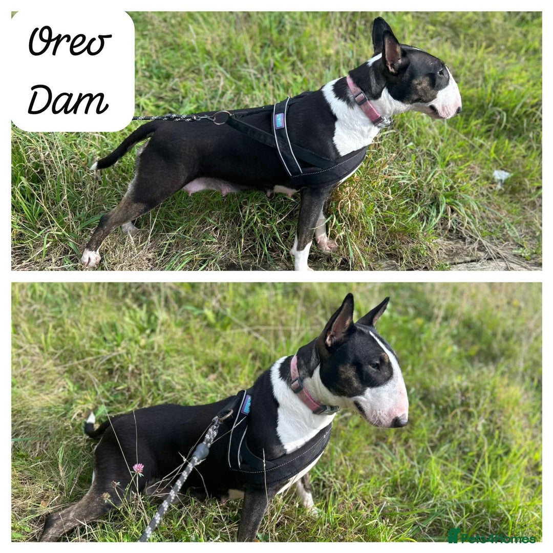 English Bull Terrier dogs for sale: English Bull Terriers Champion Bloodlines  - Image 5