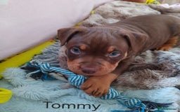 American Bully dogs for sale: Chocolate tri classic bullys - Advert 9