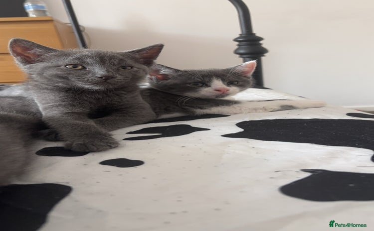 British Shorthair cats - Advert 2