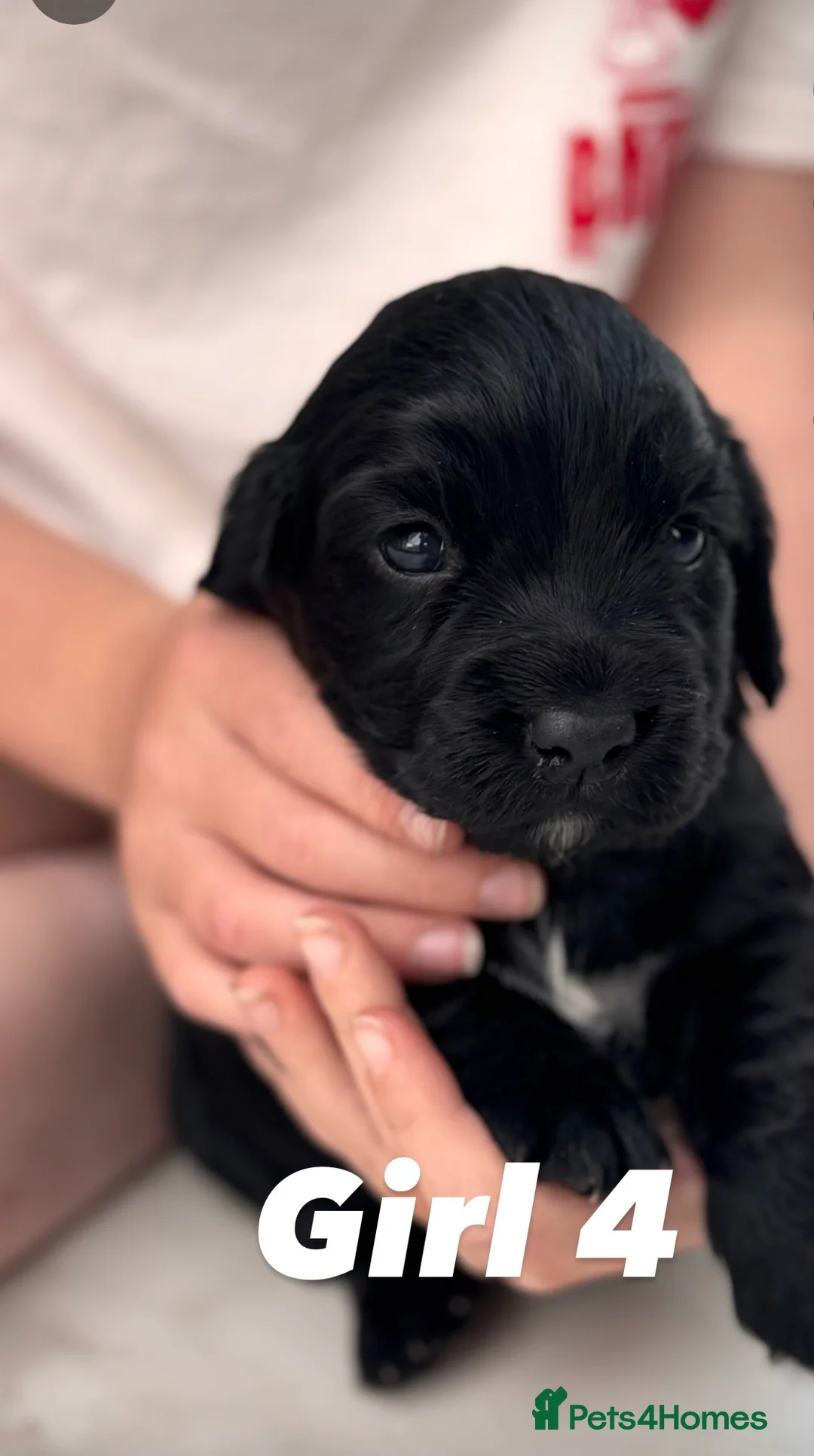 Cocker Spaniel dogs for sale: Cocker spaniel Puppies - Advert 12