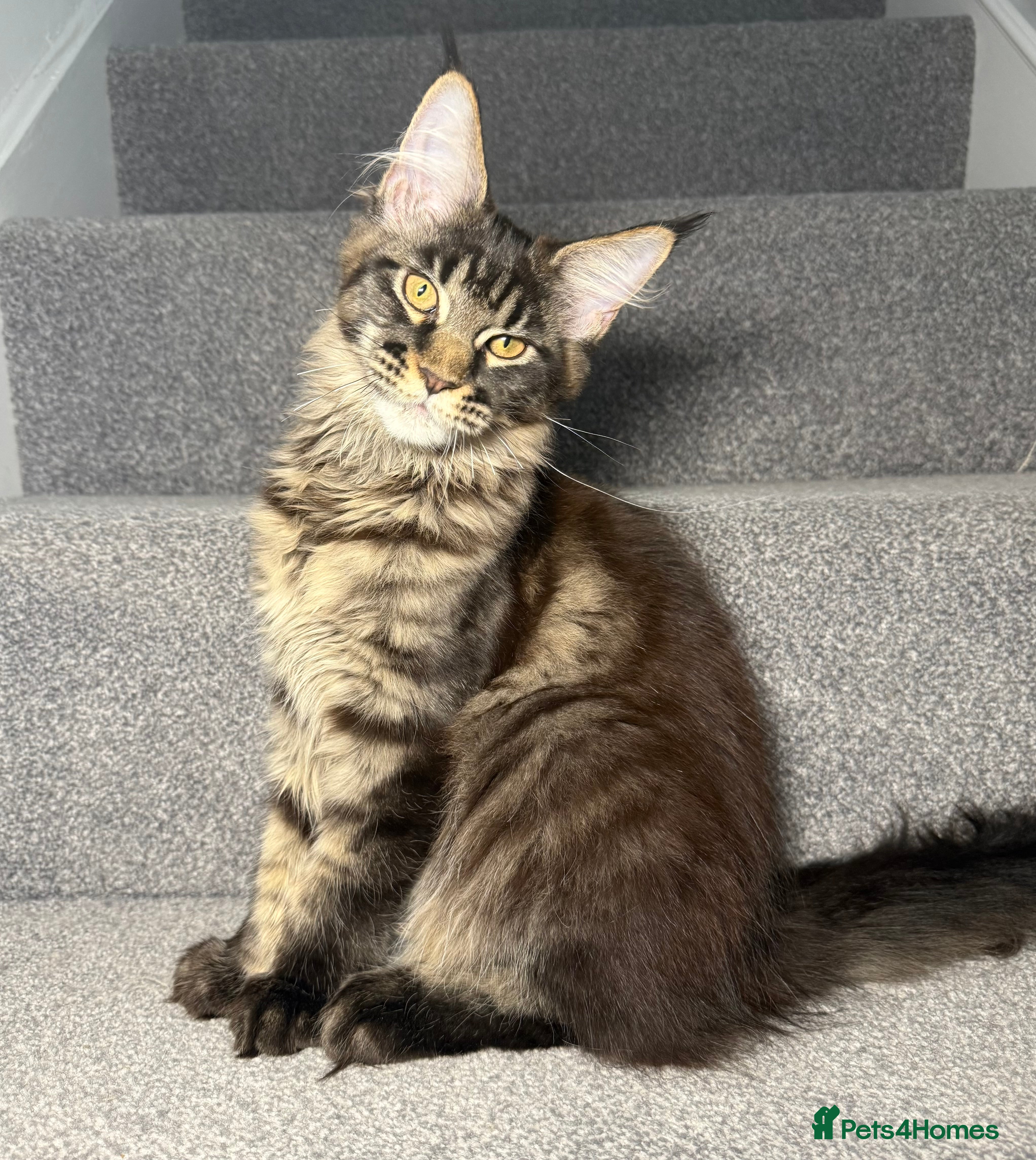 Maine Coon cats Champion line kittens , 2 girls left☺️ - Advert 1