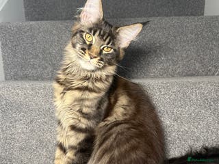 Maine Coon cats Champion line kittens , 2 girls left☺️ - Advert 11
